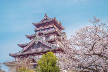 Fototapeta premium 日本の京都にある伏見桃山城と桜