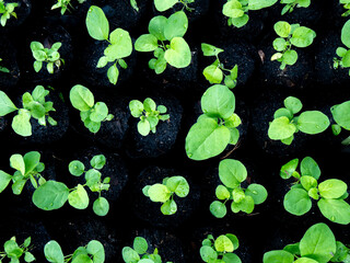 Brinjal Seedlings in Grow Bags