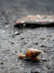 Snail Crawling on Cracked Asphalt Road