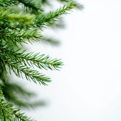 Obraz premium Green pine branches on a white background
