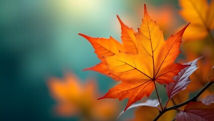 Vibrant Autumn Maple Leaf Branch Teal Background Warm Hues