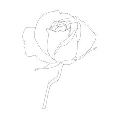 Rose Flower Line Art Vector Illustration