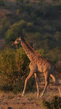 South African giraffe or Cape giraffe (Giraffa giraffa) or (Giraffa camelopardalis giraffa). Mashatu Game Reserve. Northern Tuli Game Reserve.  Botswana.