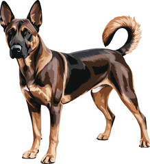 Belgian Malinois dog vector illustration white background