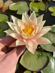 Nymphaea Barbara Dobbins Water Lily Lotus