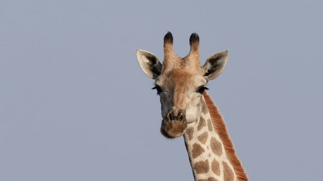 South African giraffe or Cape giraffe (Giraffa giraffa) or (Giraffa camelopardalis giraffa). Mashatu Game Reserve. Northern Tuli Game Reserve.  Botswana.