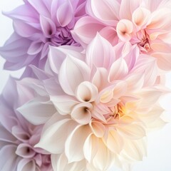 Fototapeta premium close up of pink and purple dahlias