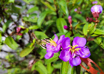 Close-Up of Purple Flowers with Pollinators