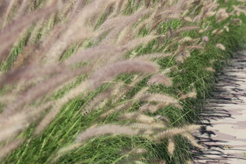 White flowers and green leaves