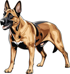 Belgian Malinois dog vector illustration white background