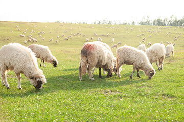 Fototapeta premium A flock of sheep grazing peacefully in a lush green pasture under a bright sky. The scene evokes a sense of tranquility and the beauty of rural life.