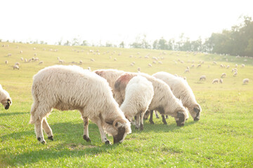 A flock of sheep grazing peacefully in a sun-drenched pasture.  The serene scene showcases fluffy sheep against a backdrop of rolling hills.