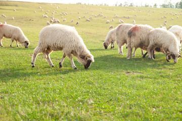A flock of sheep grazing peacefully in a lush green pasture on a sunny day. The sheep are white with fleeces and are spread out across the field.