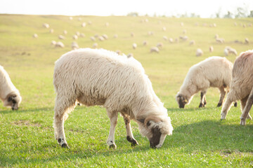 Sheep grazing peacefully in a sunlit pasture.  A flock of fluffy sheep enjoys a tranquil day.