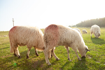 Obraz premium Fluffy sheep grazing peacefully in a sunlit pasture. A tranquil rural scene.