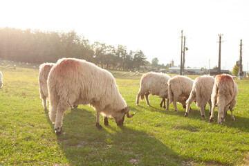 Fluffy sheep grazing peacefully in a sun-drenched pasture. Serene rural landscape.