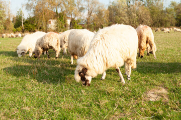 Fluffy sheep grazing peacefully in a lush green pasture on a sunny day.  A tranquil rural scene.