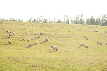 A flock of sheep grazing peacefully on a gently sloping green pasture under a bright sky.