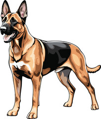 Belgian Malinois dog vector illustration white background