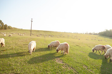 Fototapeta premium A flock of sheep grazing peacefully on a grassy hillside bathed in sunlight.