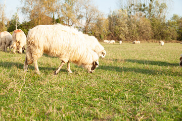 Fluffy sheep grazing peacefully in a sun-drenched pasture. A tranquil rural scene.