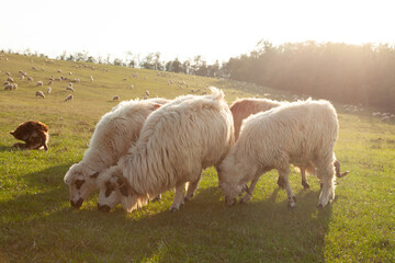 Obraz premium Fluffy sheep graze peacefully in a sun-drenched pasture, a tranquil rural scene.