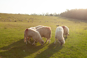 Sheep grazing peacefully in a sun-drenched pasture. A large flock of sheep dot the landscape, creating a serene rural scene.