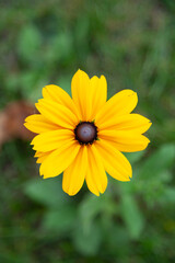 Vibrant yellow flower in full bloom, showcasing its intricate details against a soft green backdrop.