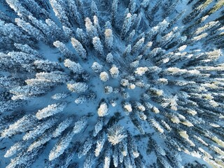 Snow-Covered Trees from Above 