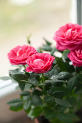 Vibrant pink roses in full bloom, glistening with morning dew. A delightful close-up showcasing the beauty of nature.