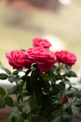 Vibrant pink roses in full bloom, showcasing their delicate petals and lush green foliage. A perfect image for adding a touch of nature's beauty to your projects.