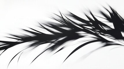 Obraz premium black spiky plant silhouettes on white background
