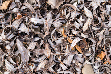 Fallen dry willow leaves as a graphic pattern.