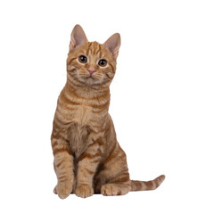 Adorable red European Shorthair cat kitten, sitting up facing front. Looking straight towards...