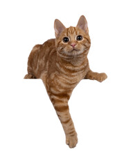 Adorable red European Shorthair cat kitten, laying down with paws over edge. Looking straight towards camera. Isolated cutout on a transparent background.