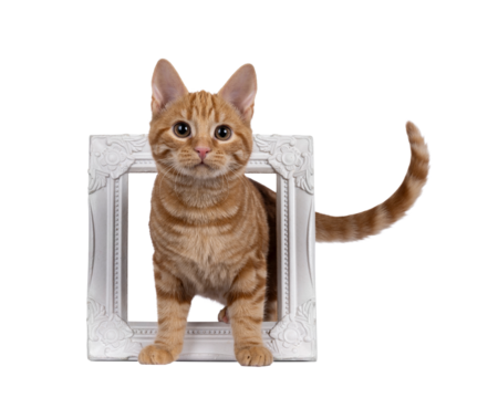 Adorable red European Shorthair cat kitten, standing throught white image frame. Looking straight towards camera. Isolated cutout on a transparent background.