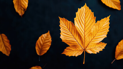 Fototapeta premium Vibrant autumn leaves in shades of orange against dark background