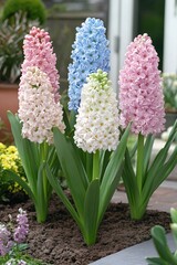Vibrant Hyacinth Flowers in Bloom with Soft Colors in a Garden Setting