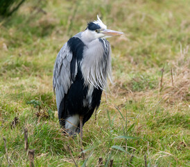 Grey Heron posing on the riverside