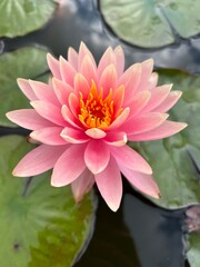 Nymphaea Colorado Water Lily Lotus