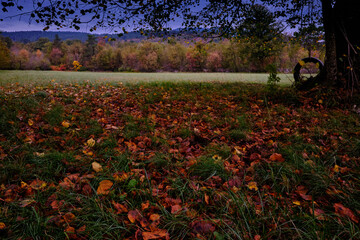A long shot, a meadow with dry red leaves of an old lime tree and further behind meadows and woods
