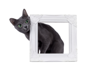 Adult Korat cat, looking curious around corner of empty picture frame. Looking towards camera with intens green eyes. Isolated cutout on a transparent background.