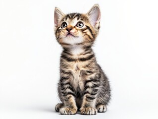 A cute tabby kitten sits and looks up on a white background