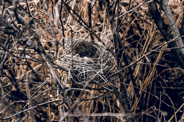 Empty small bird nest lies in dry branches tree, close up wildlife