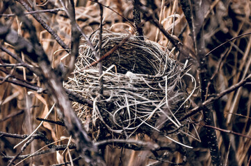 Empty small bird nest lies in dry branches tree, close up wildlife