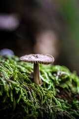 Close up of mushroom  in the autumn forest