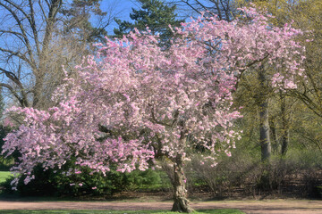 Obraz premium springtime in public Nordpark,Düsseldorf,Germany