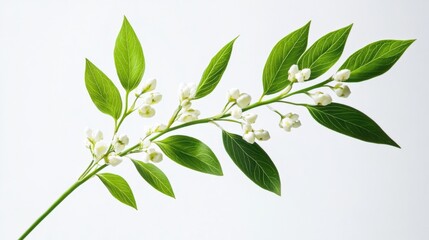 Obraz premium A branch with green leaves and white buds