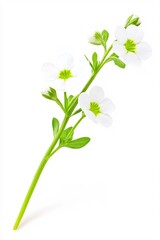 Naklejka premium Delicate White Flower Stem Isolated on Clean Background Perfect for Minimalistic Design