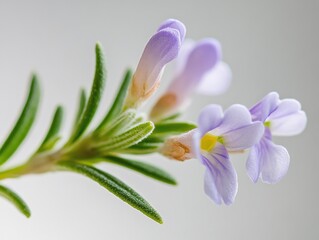 Fototapeta premium close up of a purple flower